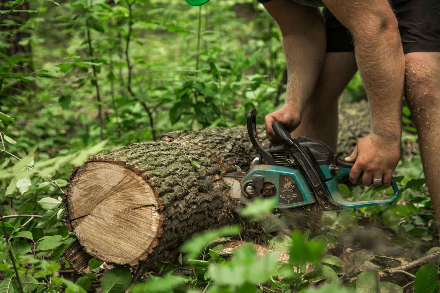 Best Tree Cutting Near Me  in Hanover, MN